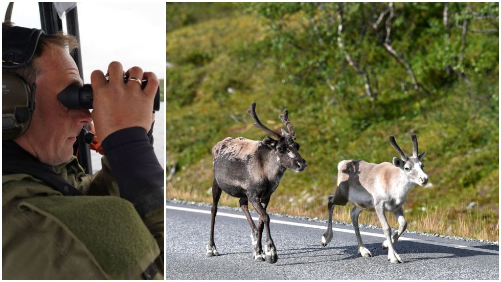 Russland vil ha millioner av euro fra Norge… fordi 42 reinsdyr invaderte landets territorium